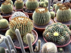 cactus-velly