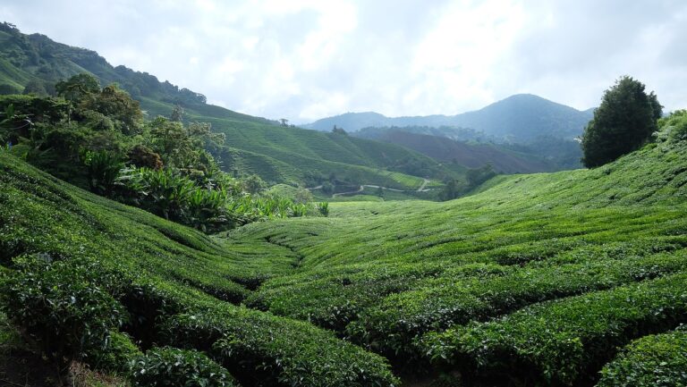 Cameron Highlands | Everything you need to know